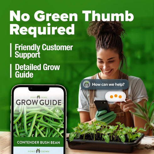 56+ HOME GROWN Contender Bush Bean Seeds Heirloom Non-GMO, High Germination, Stringless Green Beans for Planting, Early