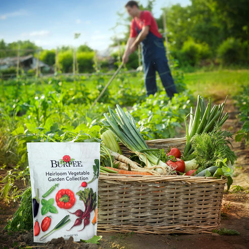 Pack 35 30,000+ Burpee Heirloom Vegetable Seeds, Variety with Varieties of Plant Seeds, Garden Seeds - Mixed Non-GMO