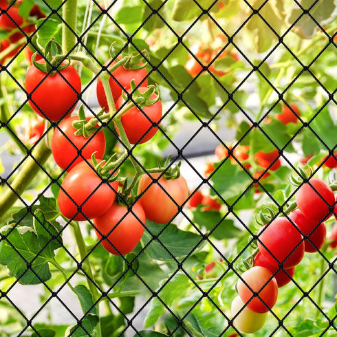 25'x100' 2' Bird Netting - Heavy Duty Nylon Net with Mesh for Garden Protection, Chicken Coop, Fruit Tree, Orchard