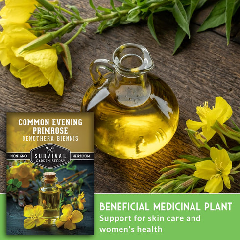 Common (1 Pack) Evening Primrose Seeds for Planting - Biennial Native Wildflower, Night-Blooming with Yellow Flowers