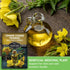 Common (1 Pack) Evening Primrose Seeds for Planting - Biennial Native Wildflower, Night-Blooming with Yellow Flowers