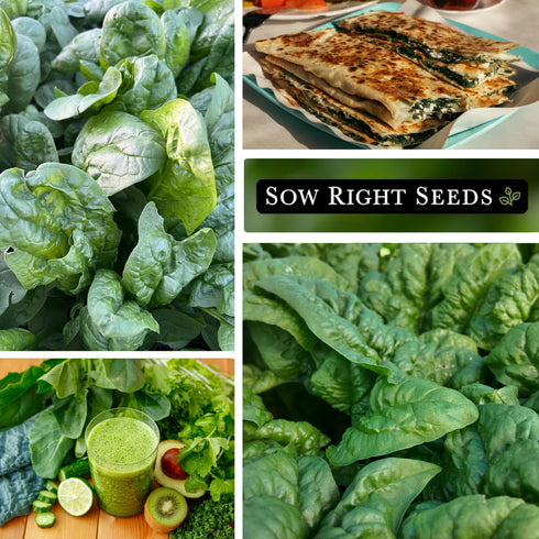 Packet (3) Sow Right Seeds - Bloomsdale Spinach Seeds for Planting - Non-GMO Heirloom with Instructions to Plant