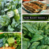 Packet (1) Sow Right Seeds - Bloomsdale Spinach Seeds for Planting - Non-GMO Heirloom with Instructions to Plant