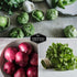 5 Variety Salsa Garden Seed Kit Seeds for Planting Tomato, Tomatillo, Onion, Jalapeo & Cilantro | Non-GMO Heirloom
