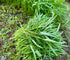 Generic 1000+ Organic Water Spinach Seeds Kangkong, Ong Choy, Rau Muong Heirloom, Non-GMO, USA Grown - Asian Vegetable