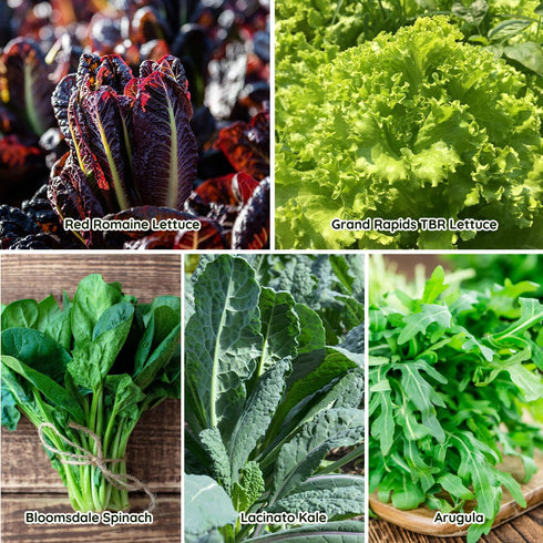 10 Heirloom Lettuce Seeds - Varieties, Non-GMO Seeds for Planting - Includes Spinach, Kale, Arugula, Romaine, Iceberg