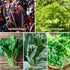 10 Heirloom Lettuce Seeds - Varieties, Non-GMO Seeds for Planting - Includes Spinach, Kale, Arugula, Romaine, Iceberg