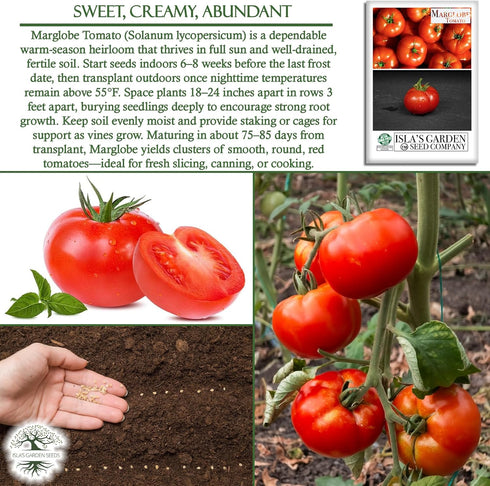500+ Marglobe Tomato Seeds (Solanum lycopersicum) Non-GMO & Heirloom Seeds by Islas Garden Seeds, Classic Red Variety
