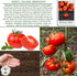 500+ Marglobe Tomato Seeds (Solanum lycopersicum) Non-GMO & Heirloom Seeds by Islas Garden Seeds, Classic Red Variety