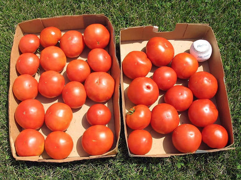 (2) 4"-8" 4 Inch Clovers Garden Big Boy Tomato Plants- Two Live Plants Non-GMO - Not Seeds Each Tall in Pots - Great