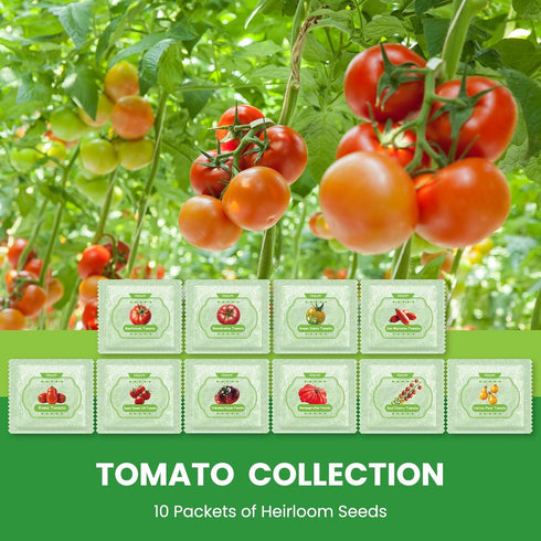 10 Pack Pack -5000+ Heirloom Tomato Seeds Variety Non-GMO Garden Seeds for Planting Outdoors & Indoor Home Gardening