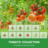 10 Pack Pack -5000+ Heirloom Tomato Seeds Variety Non-GMO Garden Seeds for Planting Outdoors & Indoor Home Gardening