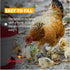 5 Stromberg's Gallon Bucket Waterer for Chicken Coops, Easy to Fill, Durable, Separate Legs for Elevation, Reduces