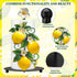 2 Summer Set Countertop Shellwei Pcs Lemon Paper Towel Holder with Round Base Lemon Bathroom Kitchen Decor Yellow