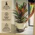 12" inch 360 Plant Caddy with Wheels Indoor Bamboo Rolling Plant Stand with Absorbent Stone, No Water Stains, Wheels