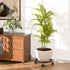 KOOKASHOP 10" 1 Pack 360 Plant Caddy with Wheels, Plant Stand with Wheels, Lockable Plant Rollers Plant Dolly, Plant