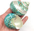 PEPPERLONELY 2 PC Natural Large Hermit Crab Shells, Banded Green Blue Gade Turbo,
