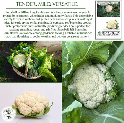 1000+ Snowball Self-Blanching Cauliflower Seeds Non-GMO & Heirloom Seeds, Brassica oleracea VAR. botrytis, Compact