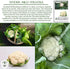 1000+ Snowball Self-Blanching Cauliflower Seeds Non-GMO & Heirloom Seeds, Brassica oleracea VAR. botrytis, Compact