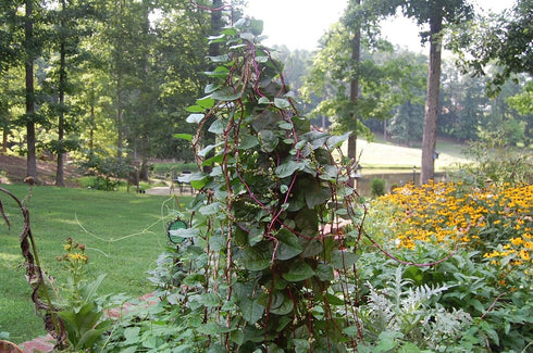 900+ Count 2026 Alba TomorrowSeeds - Red Stem Malabar Spinach Seeds - - for Planting Basella Rubra Ceylon Green