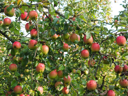 3 Gala Apple Tree - Grow Fresh Fruit - Live Plant Shipped Feet Tall by DAS Farms