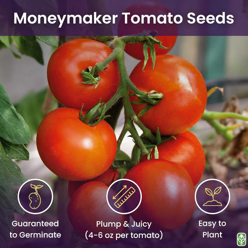 Moneymaker Tomato Seeds for Planting Large & Juicy One of the Most Delicious Tomatoes for Home Growing Vegetable Seeds