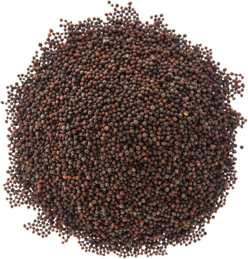 Rainbow Heirloom Seed Co. 1 LB Sulforaphane MICROGREEN Seed Mix | Perfect for Microgreen Growing Trays | Kale, Cabbage