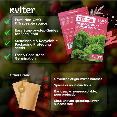 1500 Packets KVITER Southern Giant Curly Mustard Seeds (Brassica juncea) Non GMO Heirloom Fast Growing Mustard Seed