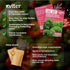 1500 Packets KVITER Southern Giant Curly Mustard Seeds (Brassica juncea) Non GMO Heirloom Fast Growing Mustard Seed