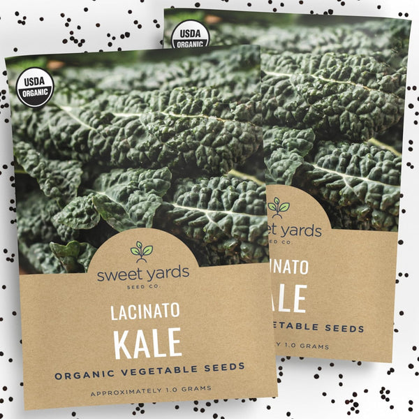 Organic Lacinato Kale Seeds - 2 Seed Packets! - Over 500 Open