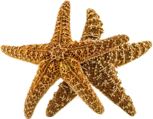 Nautical Crush Trading Real Starfish - 2 Large Brown Sugar Starfish (7-8in) for Crafts and Decorations