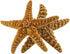 Nautical Crush Trading Real Starfish - 2 Large Brown Sugar Starfish (7-8in) for Crafts and Decorations