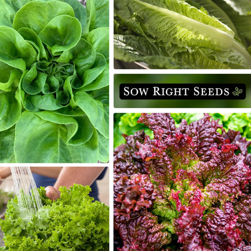 Packets Sow Right Seeds - Lettuce Seed Collection for Planting - Buttercrunch, Giant Caesar, Salad Bowl, and Lolla Rosa