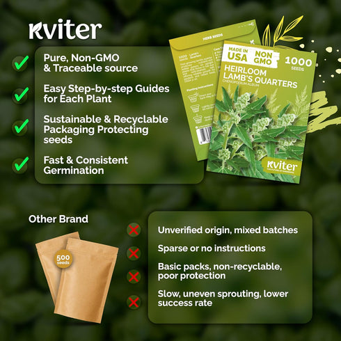 1000 Album) Packets KVITER Lambs Quarters Seeds (Chenopodium - Goosefoot, Wild Spinach, Edible Leaves, Heirloom Herbs