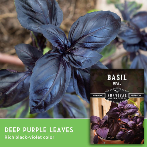 (1 Pack) Opal Basil Seeds for Planting - Dark Opal Basil with Purple Leaves - Unique Herb Seed Variety - Heirloom