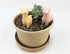 Set 2 of Miniature Resin Alpacas - Perfect for Fairy Gardens and Plant Decor