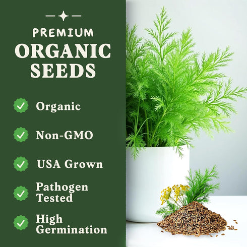 Packet Seedboy Organic Dill Seeds for Planting Indoor and Outdoor, Non-GMO and USDA Certified Herb Seed for Hydroponic