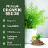 Packet Seedboy Organic Dill Seeds for Planting Indoor and Outdoor, Non-GMO and USDA Certified Herb Seed for Hydroponic