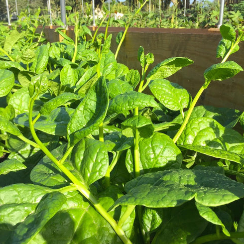 50+ Count 2026 TomorrowSeeds - Giant Malabar Spinach Seeds - - for Planting USA Garden Green Vegetable Plant Leaf Kale