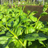 1200+ Count 2026 TomorrowSeeds - Giant Malabar Spinach Seeds - - for Planting USA Garden Green Vegetable Plant Leaf
