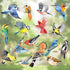 decalmile Spring Summer Birds Double Sided Window Clings, Hummingbird Parrot Window Decals Set of 17 Birds
