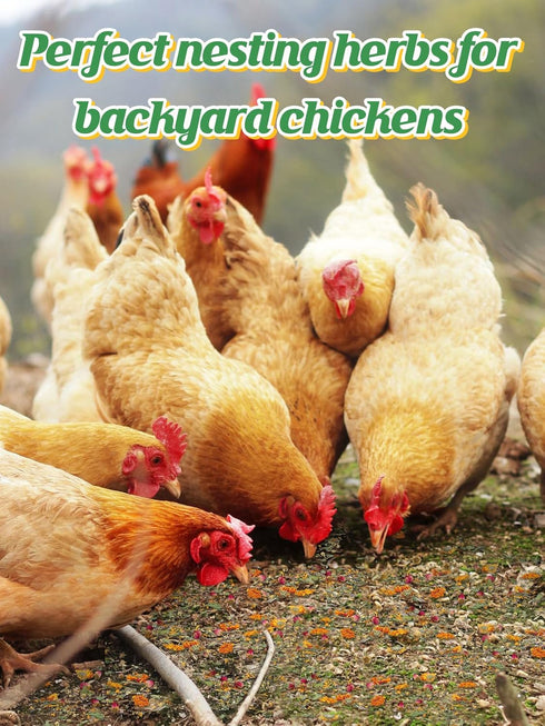 20OZ Chicken Nesting Herbs for Outdoor Indoor Chicken Coop - Natural Egg-Laying Box Feed Herbs for Freshening Bedding