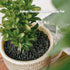 Skyflame 12 oz Bag Black Vermiculite Granules for Gas Fireplace