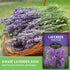 (1 Pack) Munstead English Lavender Seeds for Planting Compact Dwarf Hardy Perennial Herb for Indoor or Outdoor Gardens