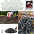 300+ Bulbs Red Shortday Burgundy Onion Seeds Heirloom Non-GMO Seeds by Islas Garden Seeds, Sweet Mild Burgundian