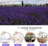 Dried Lavender Flowers, Dry Lavender Buds Bulk for Wedding Toss, Crafts, Sachets - 1/2 Pound