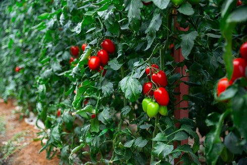 300 Heirloom Roma Tomato Seeds - Premium Non-GMO Seeds for Your Garden