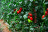 300 Heirloom Roma Tomato Seeds - Premium Non-GMO Seeds for Your Garden