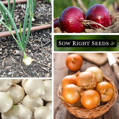 Packets Sow Right Seeds - Short Day Onion Seed Collection for Planting - Red Creole, Crystal White Wax, Texas Early