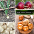 Packets Sow Right Seeds - Short Day Onion Seed Collection for Planting - Red Creole, Crystal White Wax, Texas Early